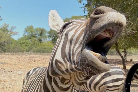 During my experience at The Exotic Resort Zoo I got to see many different types of animals. My favorites were the zebras because it was so fun and hilarious to watch as they stuck their heads in the window trying to catch the food.