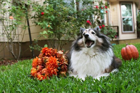 Photojournalism Fall Pet Portraits