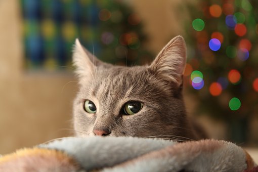 Pick Some Holiday Items and Well Tell You What Type of Cat You Are