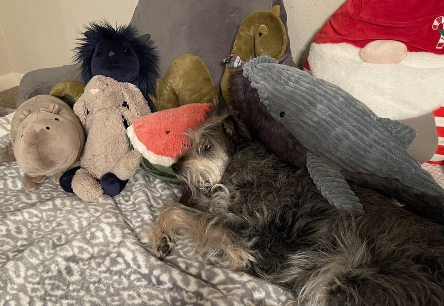 Blueberry the monster, Nessa the Loch Ness Monster, Hugh the whale, Chonky the hippo, my watermelon and bunny all hang out together on my bed. Cuddled up next to them is my dog, Haylie, as a size reference.   