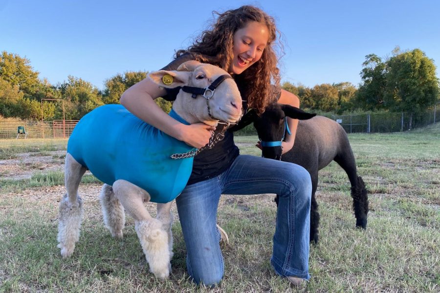 Kneeling down to keep them still for the picture, senior Lydia Vermillion hugs her FFA show lambs, Windsor and Royal. Vermillion has been a member of the FFA for two years and will be competing in FFA contests in both the fall and spring this year. “[My] lambs take up three to five hours of my day,” Vermillion said. “I am [also] an officer in [the Cedar Park FFA Chapter, which] includes going to officer meetings and regular meetings, and planning [those] meetings.” (Photo Courtesy of Lydia Vermillion)