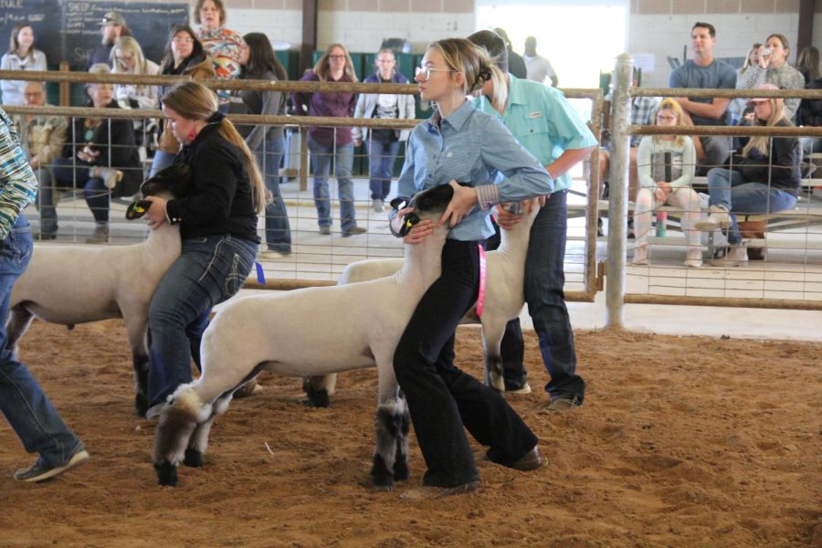 Junior Kaelyn Benz holds her show goat and sets up a profile view for the judges at the FFA Jackpot event on Nov. 7. In competitions like the FFA Jackpot and the Greater Leander FFA Show, students animals will be separated and will compete against other animals in the same class. “This allows the judge to see every angle of the sheep and how they’re built,” Benz said. 