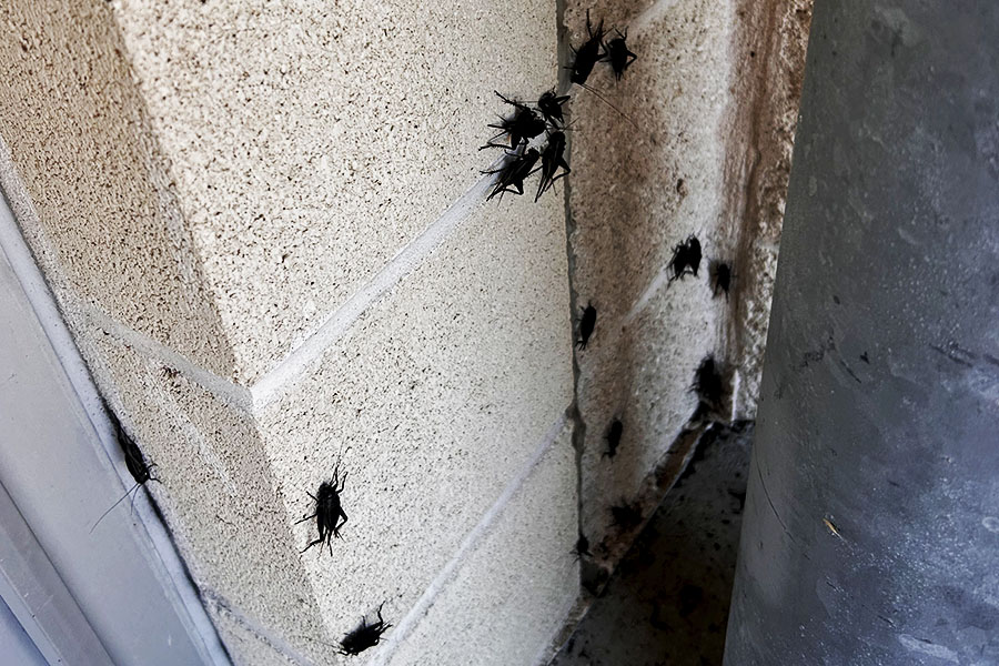 Crawling up the walls, crickets chirp for all students to hear. Crickets are infesting the school and tormenting students. 