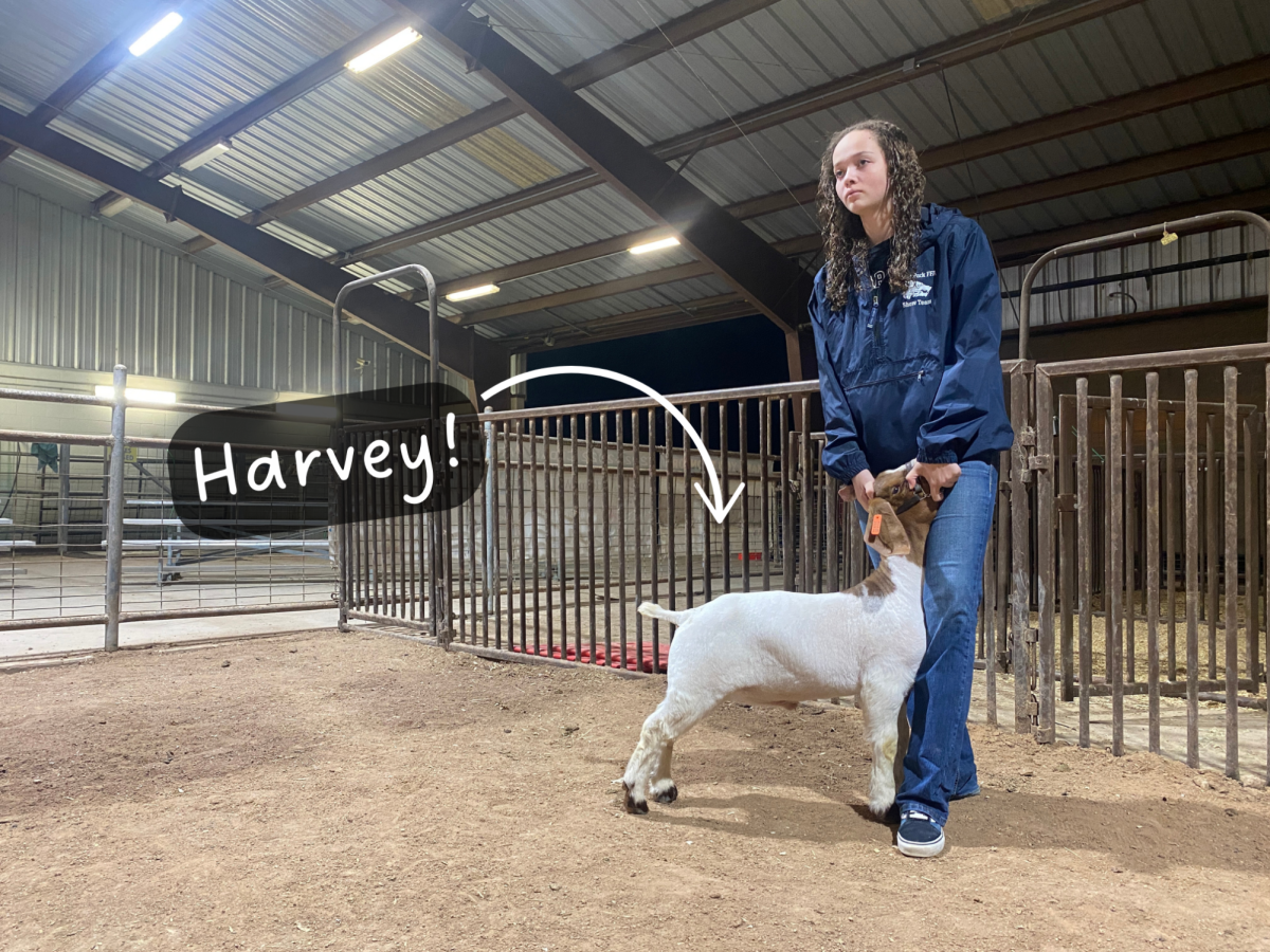 Setting up her goat in the Cedar Park Project Center Show practice arena, senior goat showmen Jordyn Jones faces a pretend judge. To prepare for the Williamson County Livestock Show the week of Dec. 8, Jones exercises her goat, named Harvey, on a treadmill, gives him baths and works on his showing skills daily. “I started showing my freshman year because of my love for animals,” Jones said. “And when I was around five years old, my grandpa had promised to buy me a show goat one day and he did just that. Raising animals makes me feel like I have a purpose. It gives me something to look forward to everyday and it gives me something to escape reality from. The animals are almost like therapy animals in a way, only if they are behaving, that is.”